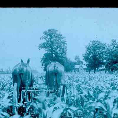 Plowing Corn With Mules