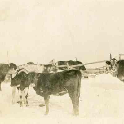 Cattle in Snowy Field