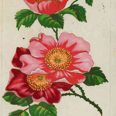 Post Card with Pink and Red Flowers