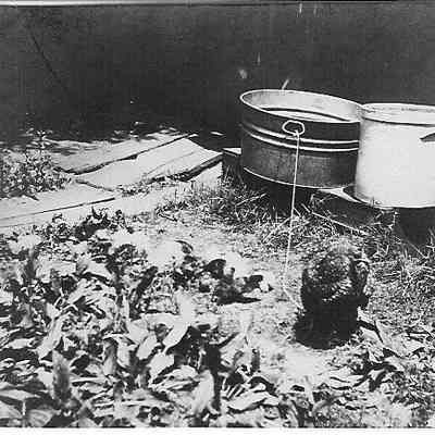 Outdoor shot; Hen & flock of chicks.