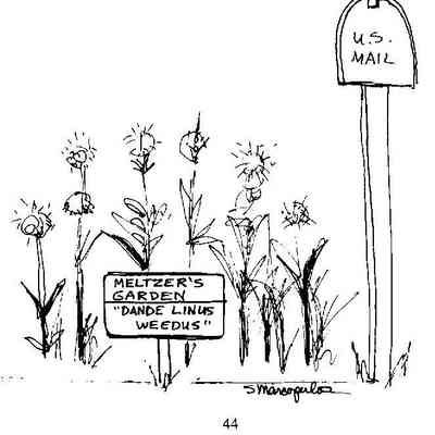 Steve Marcopulos, line drawing\illustration