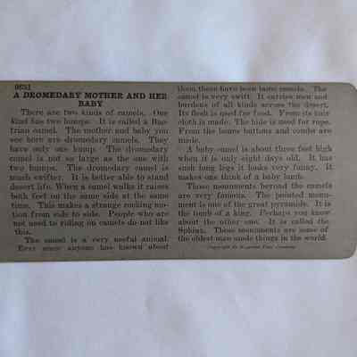 Back of card with image of dromedary & baby