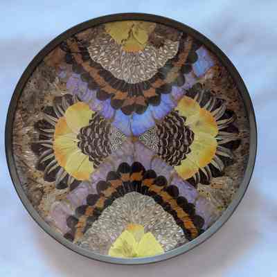 Butterfly Plate