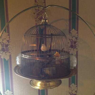 Bird Cage