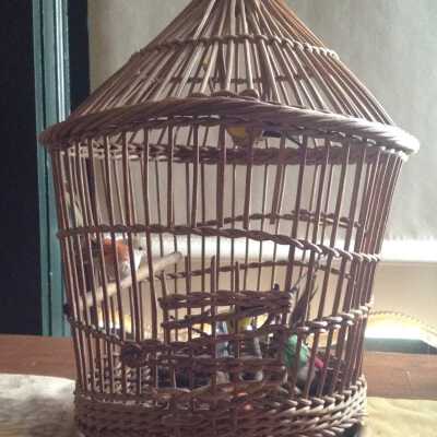 Bird Cage