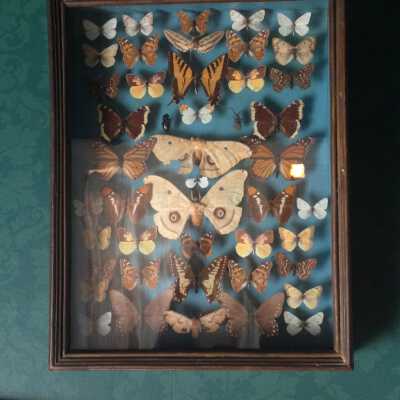 Insect Shadowbox