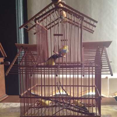 Bird Cage