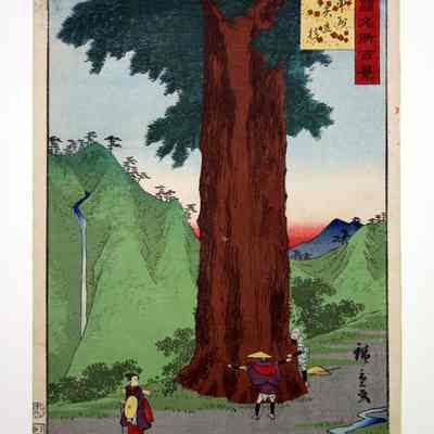 The Yatate Cedar Tree in Kai Province