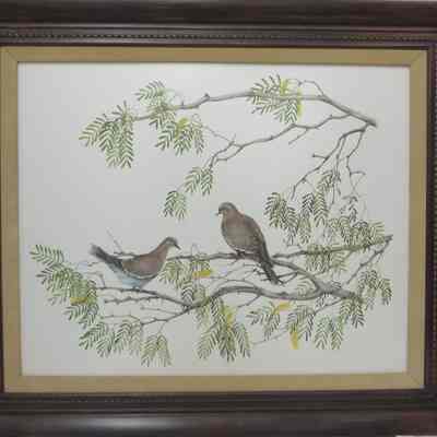 Whitewing Doves