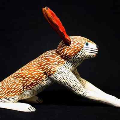 rabbit: Copyright: IMAS