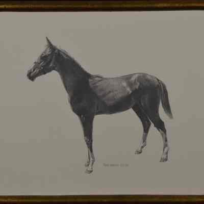 Horse, 55/350