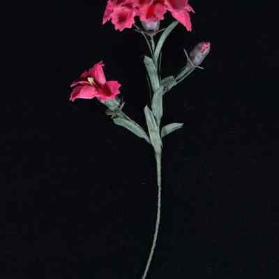 Flower, Artificial