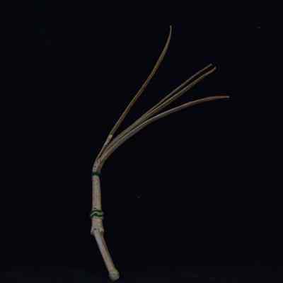 Miniature whip