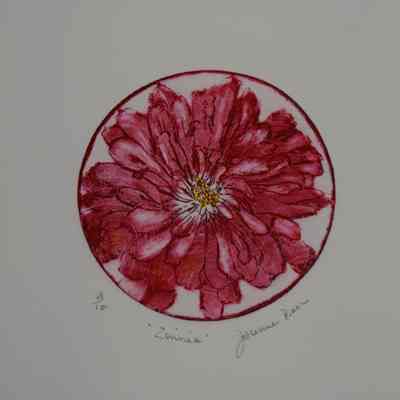 "Zinnia"