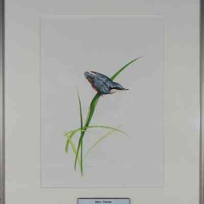 Nuthatch