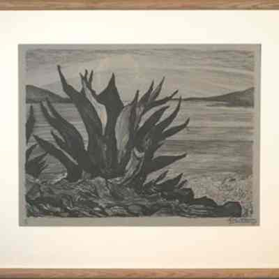 Agave Plant