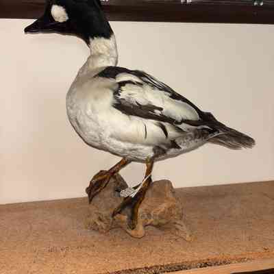 Golden Eye Duck