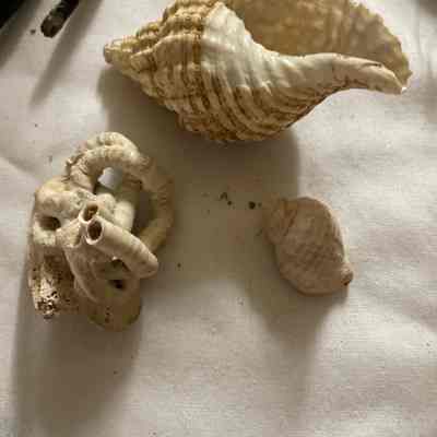 Three Shells