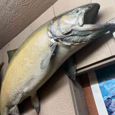 Taxidermied King Salmon