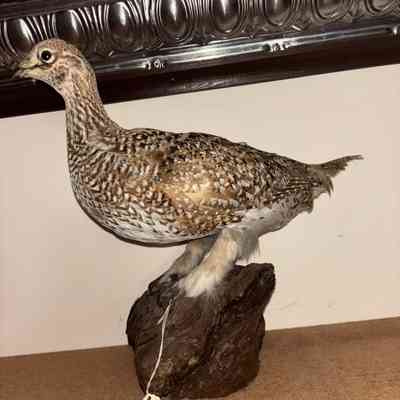 Sharp Tail Grouse