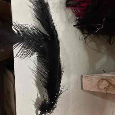 Large Black Feather
