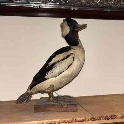 Hooded Merganser Duck