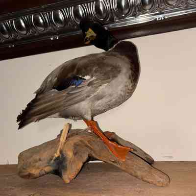 Mallard Duck