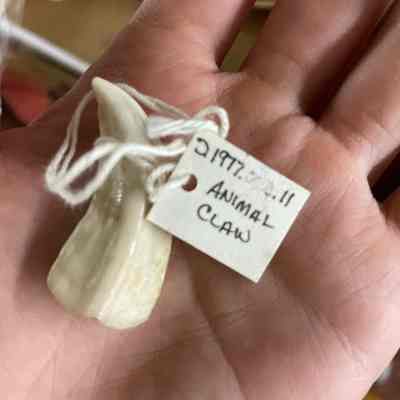Small Animal Claw