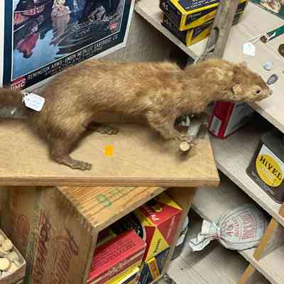 Taxidermied Weasel