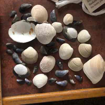 Shells