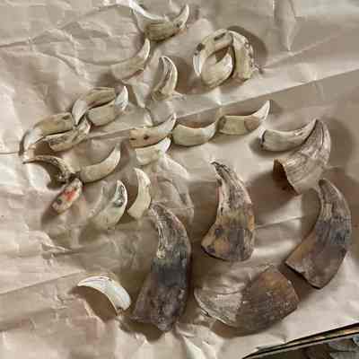 26 Animal Claws