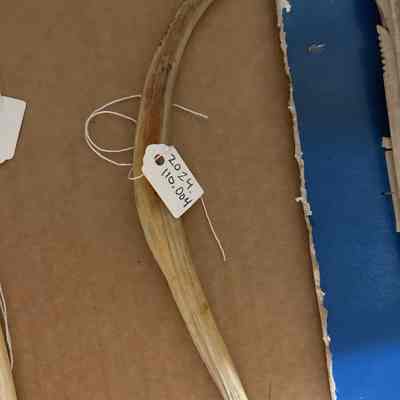 Curved Bone