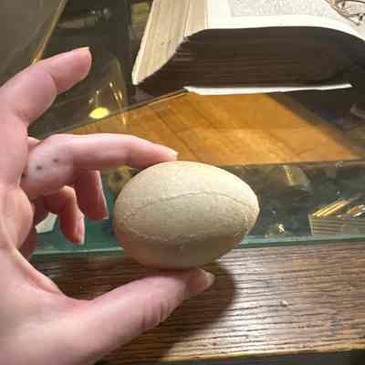 Paper mache egg