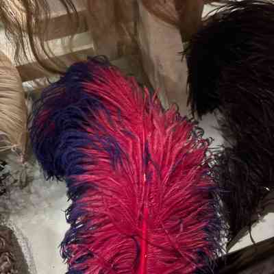 Pink and Purple Feather