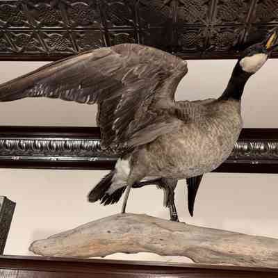 Goose