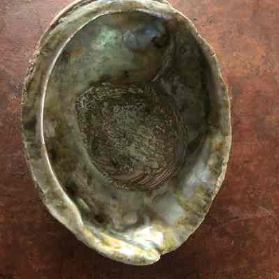 Abalone Sea Shell