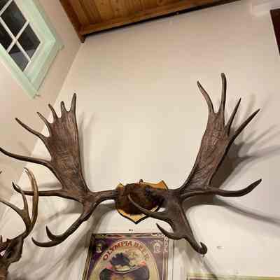 Moose Antler Wall Mount