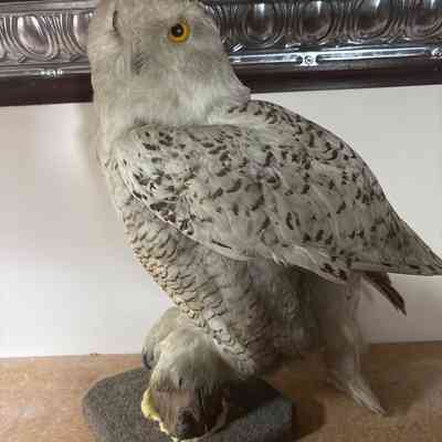 Snowy Owl