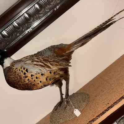 Ring Neck Pheasant