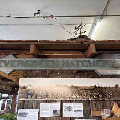 Evergreen Hatchery Sign