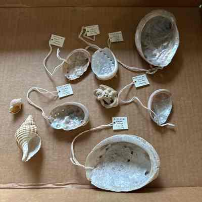 Collection of Shells