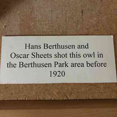 Snow Owl Info Card
