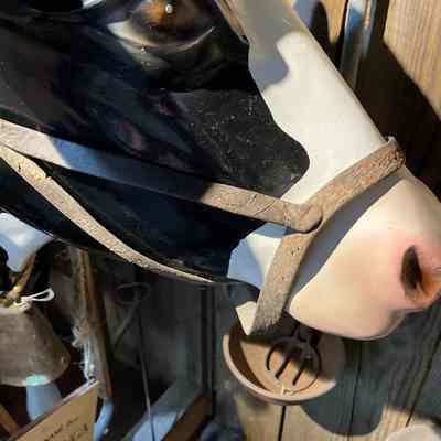 Cow Bridle