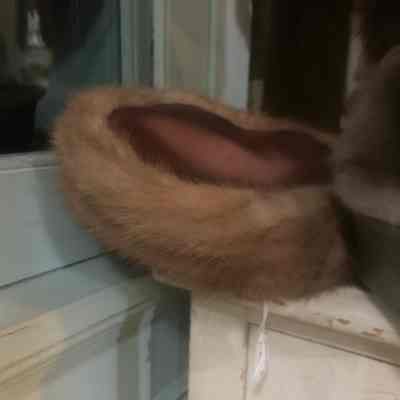 Fur Hat