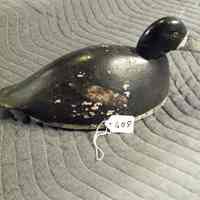 Humpbacked Bluebill - Image 2