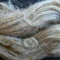 Flax - Image 2