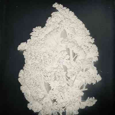 Glass Plate Negative, Parsley