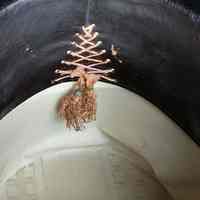 Top Hat - Image 4