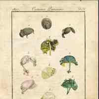 3 Coiffure Views, 13 Caps and Bonnets