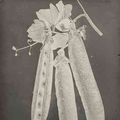 Glass Plate Negative, Peas